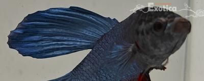 betta splendens man