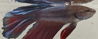 betta splendens man