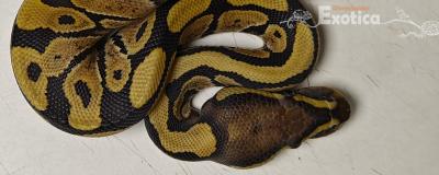 python regius