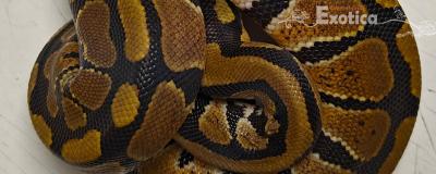 python regius
