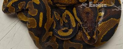 python regius