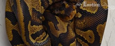 python regius