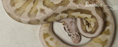 python regius
