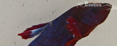 betta splendens man