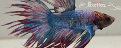 betta splendens man