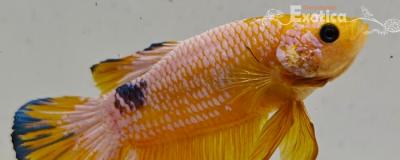 betta splendens man