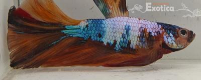 betta splendens man