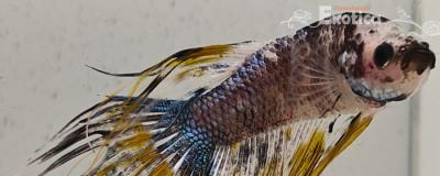 betta splendens man
