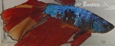 betta splendens man