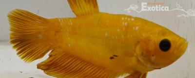 betta splendens man