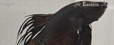 betta splendens man