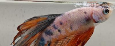 betta splendens man