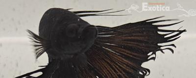 betta splendens man