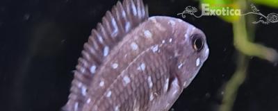 Tropheus duboisi (maswa)