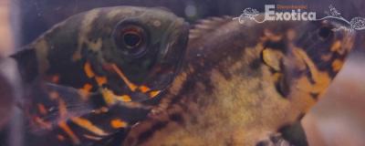 Astronotus ocellatus