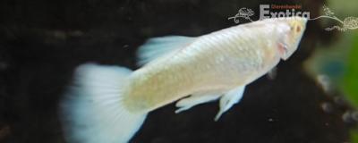 lebistes reticulatus