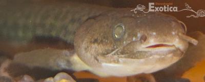 Polypterus teugelsi