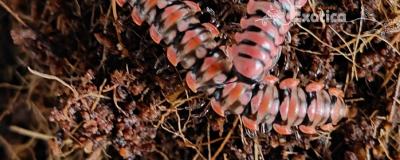 Antheromorpha uncinata 