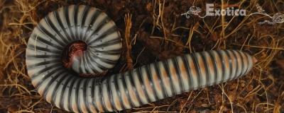 Atopochetus spinimargo