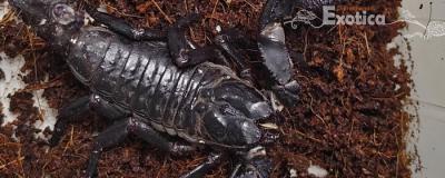 heterometrus species