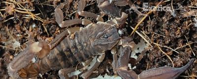 Chaerilus species