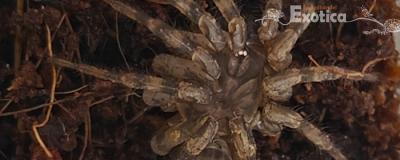 Liphistius spp