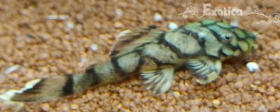 l-519 Ancistrus sp. kiefner