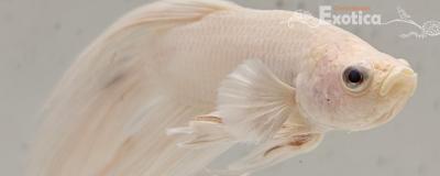 betta splendens man