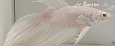 betta splendens man