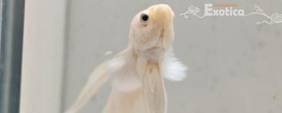 betta splendens man
