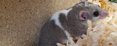 Graphiurus murinus