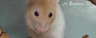 Rattus norvegicus