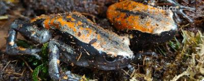 Phrynomantis microps
