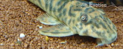 L-127 Peckoltia lujani  
