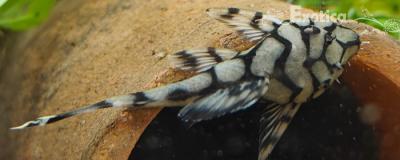 l-519 Ancistrus sp. kiefner