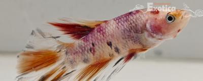 betta splendens man