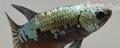 betta splendens man