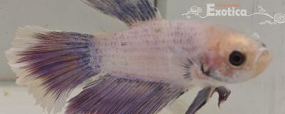 betta splendens man