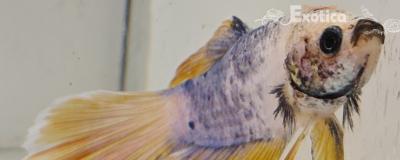 betta splendens man