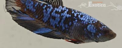 betta splendens man