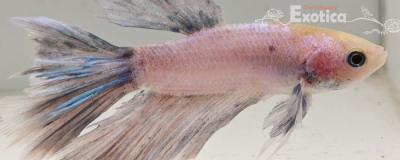 betta splendens man