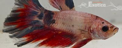 betta splendens man