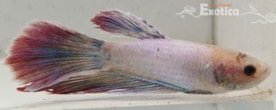 betta splendens man