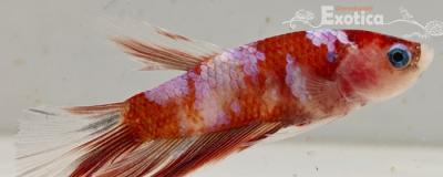 betta splendens man
