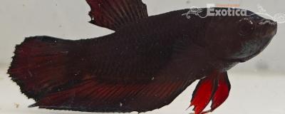 betta splendens man