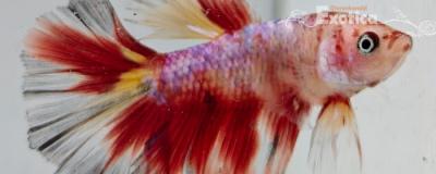 betta splendens man