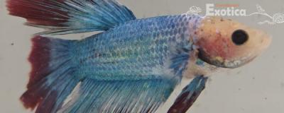 betta splendens man