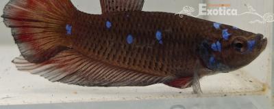 betta splendens man