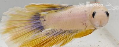betta splendens man