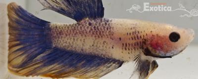 betta splendens man